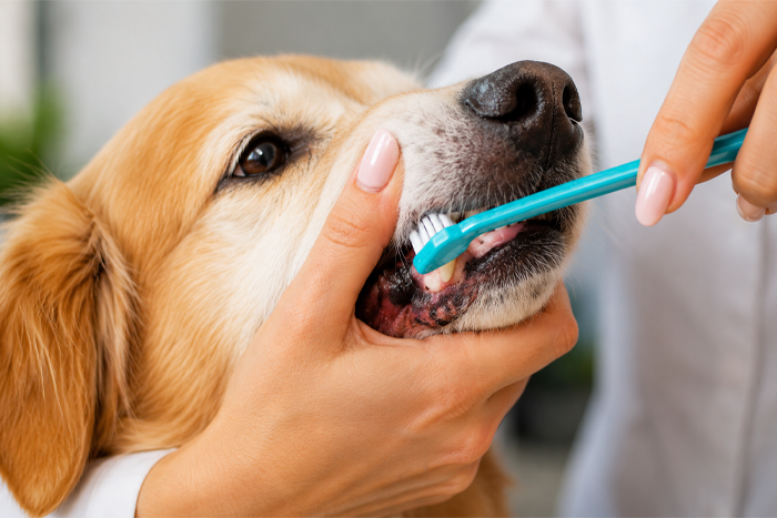 Dental Health Tips