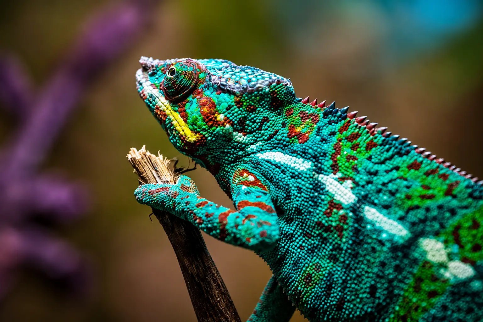 Other Exotic Animals