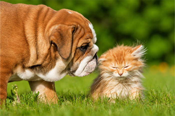 Puppy & Kitten Care