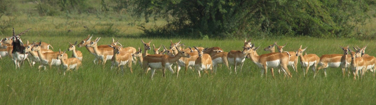 Wildlife Holidays