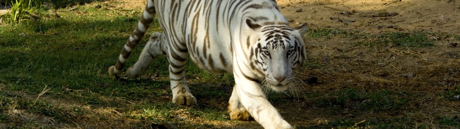 Central India Holidays
