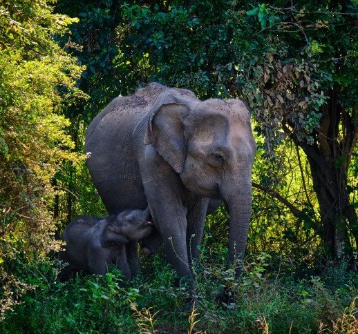 Jungle Trail and Backwaters