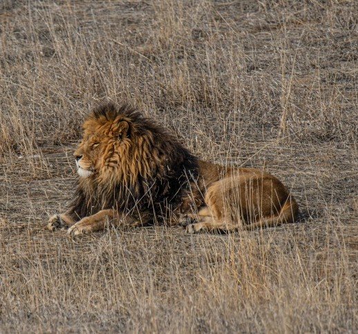 Birds, Lions and Tigers of India