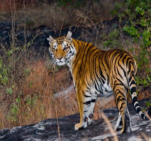 From Taj to Tigers of India