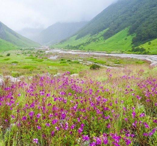 Valley of Flowers Trek