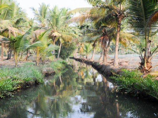 Kerala Backwaters and Beaches