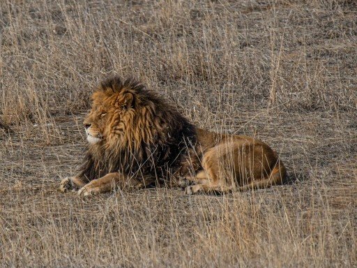 Birds, Lions and Tigers of India