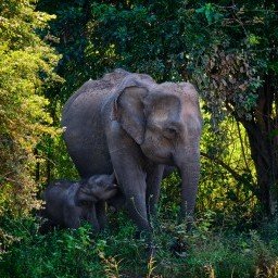 Jungle Trail and Backwaters