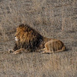 Birds, Lions and Tigers of India