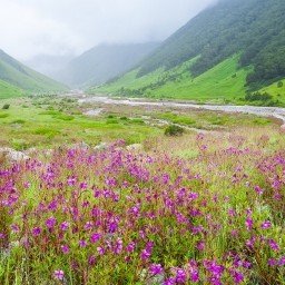 Valley of Flowers Trek